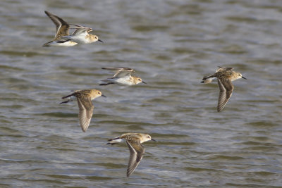 Kleine Strandlopers / Little Stints