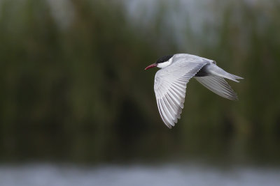 Witwangstern / Whiskered Tern 