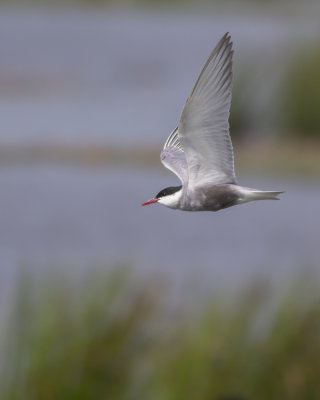 Witwangstern / Whiskered Tern 