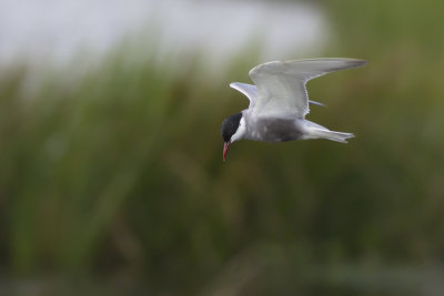 Witwangstern / Whiskered Tern 