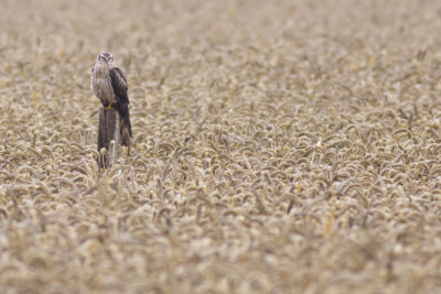 Grauwe Kiekendief / Montagu's Harrier