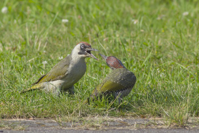 Groene Specht, oudervogel voert jong / Green Woodpecker, adult feeding young