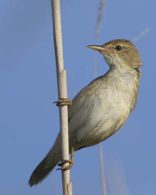 Kleine Karekiet / European Reed Warbler