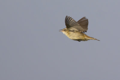 Rietzanger in zangvlucht / Sedge Warbler in song flight