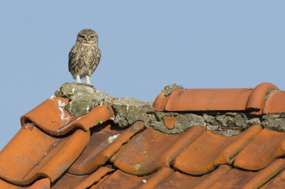 Steenuil, juveniel / Little Owl, juvenile