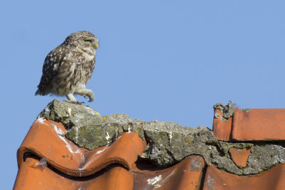 Steenuil, juveniel / Little Owl, juvenile