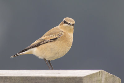 Tapuit / Northern Wheatear