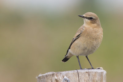 Tapuit / Northern Wheatear