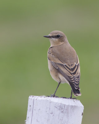 Tapuit / Northern Wheatear