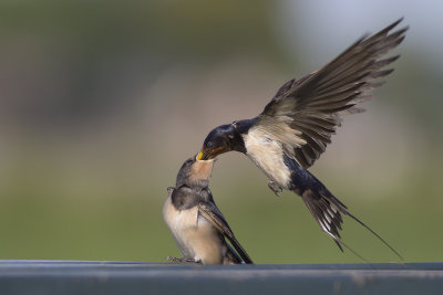 Boerenzwaluw voert jong / Barn Swallow feeding young