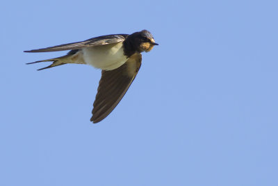 Boerenzwaluw / Barn Swallow