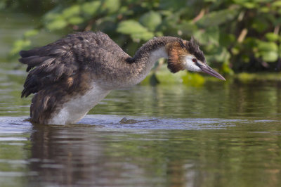 Fuut / Great Crested Grebe