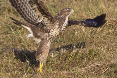 Buizerd / Common Buzzard