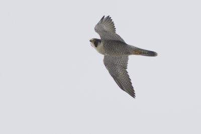 Slechtvalk / Peregrine