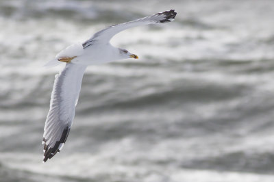4kj Geelpootmeeuw / 4cy Yellow-legged Gull