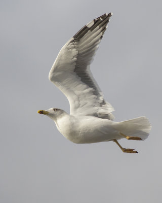 Geelpootmeeuw / Yellow-legged Gull