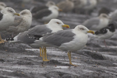 Twee adulte Geelpootmeeuwen / two adult Yellow-legged Gulls