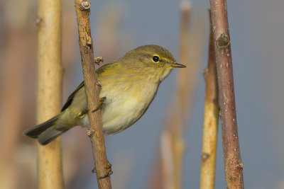 Tjiftjaf op trek aan de Hollandse kust / Chiffchaff on migration at the Dutch coast