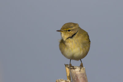 Tjiftjaf op trek aan de Hollandse kust / Chiffchaff on migration at the Dutch coast