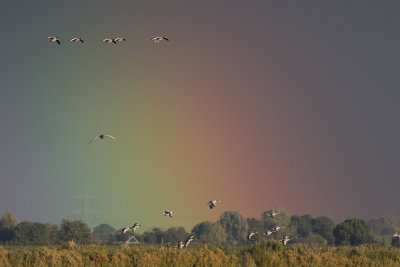 Grauwe Ganzen en regenboog / Greylag Geese and rainbow