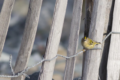 Goudhaantje op trek / Goldcrest on migration