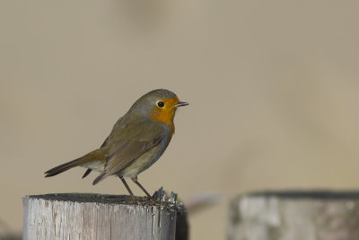 Roodborst op trek aan de Hollandse kust / European Robin on migration at the Dutch coast