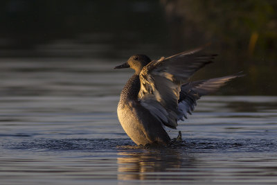 Krakeend / Gadwall