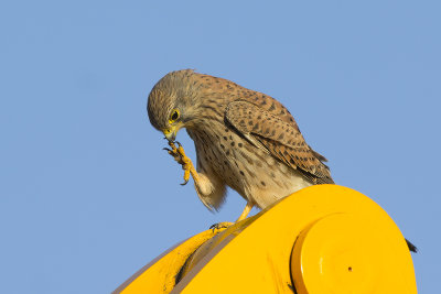 Torenvalk / Common Kestrel