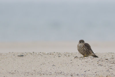 Smelleken / Merlin