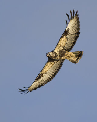 Ruigpootbuizerd / Rough-legged Buzzard