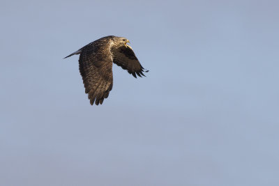 roepende Ruigpootbuizerd / calling Rough-legged Buzzard
