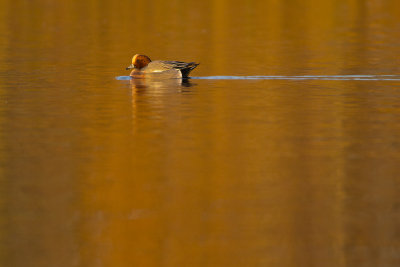 Smient / Eurasian Wigeon
