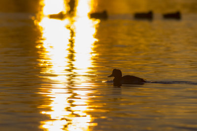Kuifeend in zonsondergang / Tufted Duck in sunset light