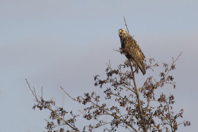 roepende Ruigpootbuizerd / calling Rough-legged Buzzard