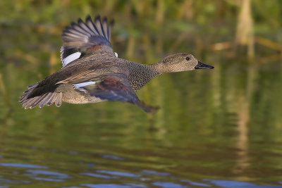 Krakeend / Gadwall