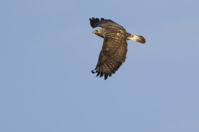 Ruigpootbuizerd / Rough-legged Buzzard