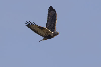 Ruigpootbuizerd / Rough-legged Buzzard