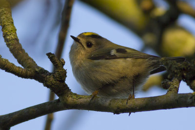 Goudhaantje / Goldcrest