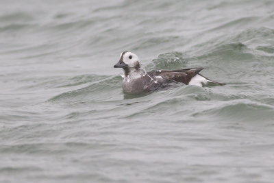 IJseend / Long-tailed Duck