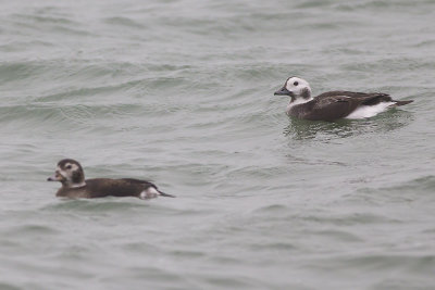 IJseenden / Long-tailed Ducks