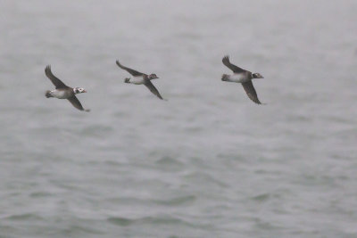 IJseenden / Long-tailed Ducks