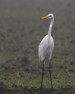 Grote Zilverreiger / Great Egret