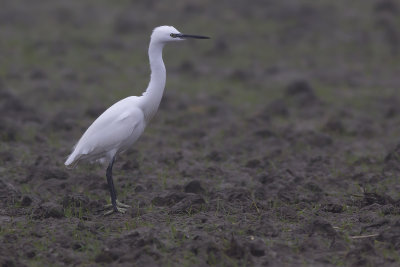 Kleine Zilverreiger / Little Egret