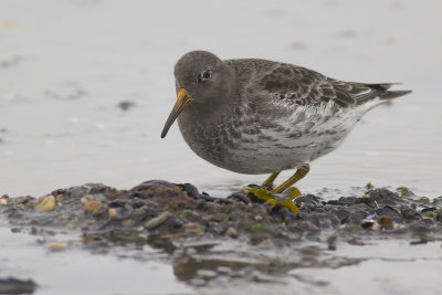 Paarse Strandloper / Purple Sandpiper