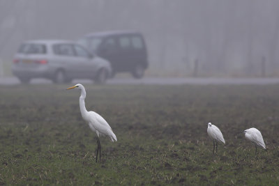 Grote Zilverreiger en Kleine Zilverreigers / Great Egret and Little Egrets