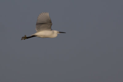 Kleine Zilverreiger / Little Egret