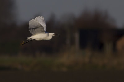 Kleine Zilverreiger / Little Egret