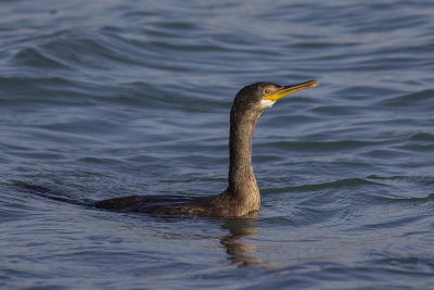 Kuifaalscholver / European Shag