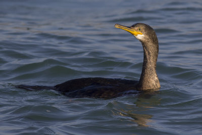 Kuifaalscholver / European Shag