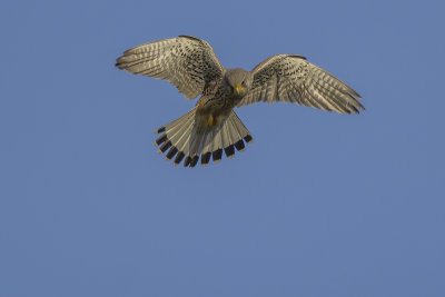 Torenvalk / Common Kestrel